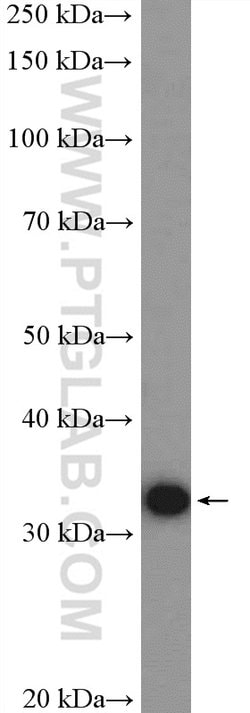 ERGIC1 Rabbit anti-Human, Mouse, Rat, Polyclonal, Proteintech:Antibodies:Primary
