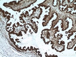 EIF4A2 Rabbit anti-Human, Mouse, Rat, Polyclonal, Proteintech 150 &mu;L;
