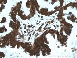 EIF4A2 Rabbit anti-Human, Mouse, Rat, Polyclonal, Proteintech 150 &mu;L;