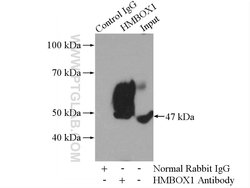HMBOX1 Rabbit anti-Human, Mouse, Rat, Polyclonal, Proteintech:Antibodies:Primary
