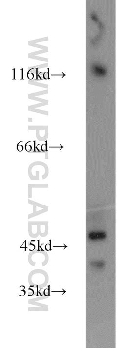 HMBOX1 Rabbit anti-Human, Mouse, Rat, Polyclonal, Proteintech:Antibodies:Primary