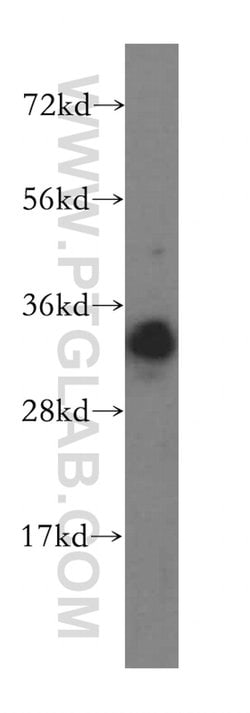 RNASEH2A Rabbit anti-Human, Polyclonal, Proteintech:Antibodies:Primary