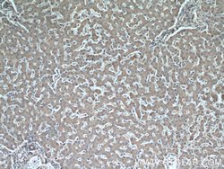 MRPS18B Rabbit anti-Human, Mouse, Rat, Polyclonal, Proteintech 150 &mu;L;