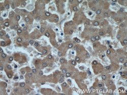 MRPS18B Rabbit anti-Human, Mouse, Rat, Polyclonal, Proteintech 150 &mu;L;