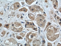 MRPS18B Rabbit anti-Human, Mouse, Rat, Polyclonal, Proteintech 150 &mu;L;