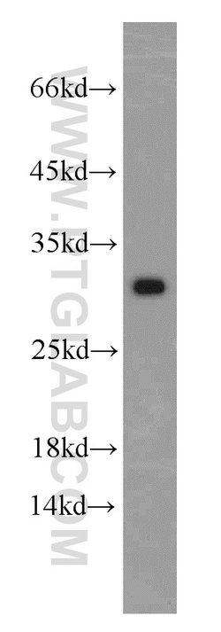 MRPS18B Rabbit anti-Human, Mouse, Rat, Polyclonal, Proteintech 150 &mu;L;