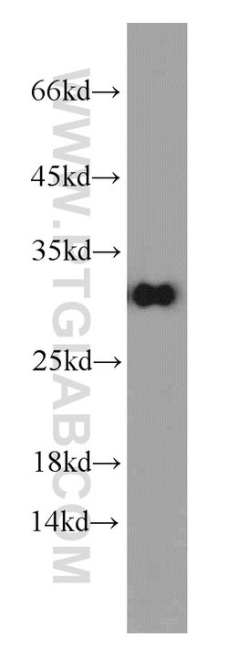 MRPS18B Rabbit anti-Human, Mouse, Rat, Polyclonal, Proteintech 150 &mu;L;