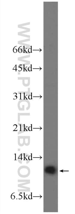 MRPL53 Rabbit anti-Human, Mouse, Rat, Polyclonal, Proteintech 150 &mu;L | Buy Online | Proteintech Group Inc | Fisher Scientific