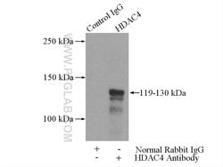 HDAC4 Rabbit anti-Human, Mouse, Rat, Polyclonal, Proteintech:Antibodies:Primary