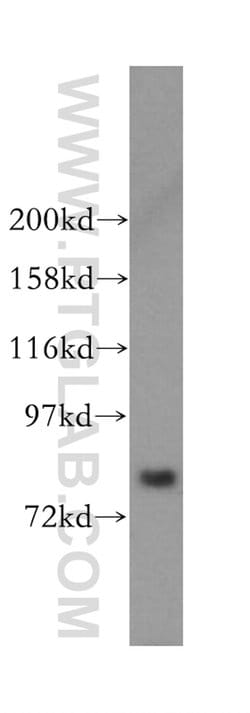 MDM1 Rabbit anti-Human, Mouse, Rat, Polyclonal, Proteintech:Antibodies:Primary