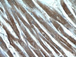 MYPN Rabbit anti-Human, Polyclonal, Proteintech 150 &mu;L; Unconjugated:Antibodies,