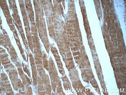 MYPN Rabbit anti-Human, Polyclonal, Proteintech 150 &mu;L; Unconjugated:Antibodies,