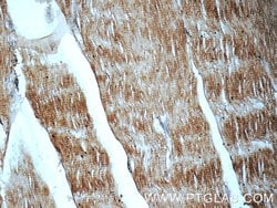 MYPN Rabbit anti-Human, Polyclonal, Proteintech 150 &mu;L; Unconjugated:Antibodies,