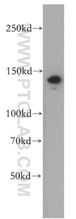 MYPN Rabbit anti-Human, Polyclonal, Proteintech 150 &mu;L; Unconjugated:Antibodies,