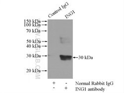 ING1 Rabbit anti-Human, Mouse, Polyclonal, Proteintech 20 &mu;L | Buy Online | Proteintech | Fisher Scientific