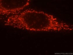 FRK Rabbit anti-Human, Mouse, Rat, Polyclonal, Proteintech 150 &mu;L; Unconjugated:Antibodies,