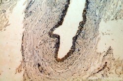 FRK Rabbit anti-Human, Mouse, Rat, Polyclonal, Proteintech 150 &mu;L; Unconjugated:Antibodies,