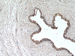 FRK Rabbit anti-Human, Mouse, Rat, Polyclonal, Proteintech 150 &mu;L; Unconjugated:Antibodies,