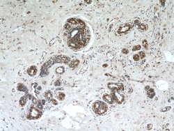 FRK Rabbit anti-Human, Mouse, Rat, Polyclonal, Proteintech 150 &mu;L; Unconjugated:Antibodies,
