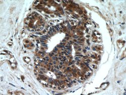 FRK Rabbit anti-Human, Mouse, Rat, Polyclonal, Proteintech 150 &mu;L; Unconjugated:Antibodies,