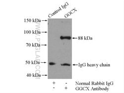 GGCX Rabbit anti-Human, Mouse, Rat, Polyclonal, Proteintech 150 &mu;L;