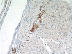 VIP Rabbit anti-Human, Mouse, Polyclonal, Proteintech 150 &mu;L; Unconjugated:Antibodies,