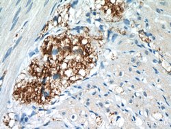 VIP Rabbit anti-Human, Mouse, Polyclonal, Proteintech 150 &mu;L; Unconjugated:Antibodies,