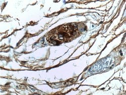 VIP Rabbit anti-Human, Mouse, Polyclonal, Proteintech 150 &mu;L; Unconjugated:Antibodies,