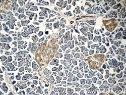 Carboxypeptidase A3 Rabbit anti-Human, Mouse, Rat, Polyclonal, Proteintech:Antibodies:Primary