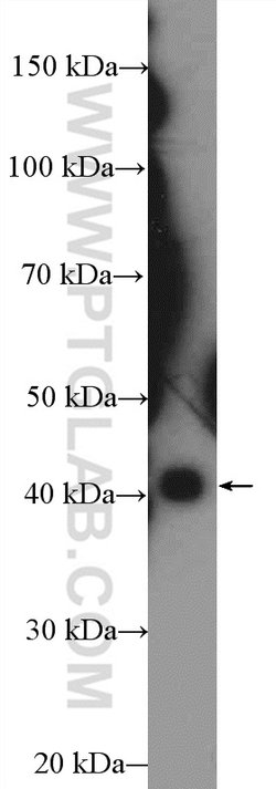 SFRS5 Rabbit anti-Human, Mouse, Rat, Polyclonal, Proteintech:Antibodies:Primary