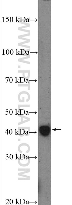 SFRS5 Rabbit anti-Human, Mouse, Rat, Polyclonal, Proteintech:Antibodies:Primary