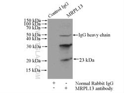MRPL13 Rabbit anti-Human, Mouse, Non-human primate, Rat, Polyclonal, Proteintech 150 &mu;L | Buy Online | Proteintech | Fisher Scientific