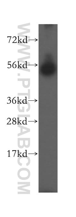 SDSL Rabbit anti-Human, Mouse, Polyclonal, Proteintech 20 &mu;L; Unconjugated:Antibodies,