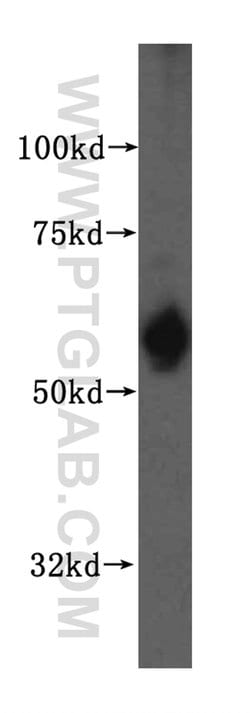 SDSL Rabbit anti-Human, Mouse, Polyclonal, Proteintech 20 &mu;L; Unconjugated:Antibodies,
