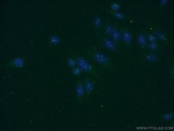KRI1 Rabbit anti-Human, Mouse, Rat, Polyclonal, Proteintech:Antibodies:Primary