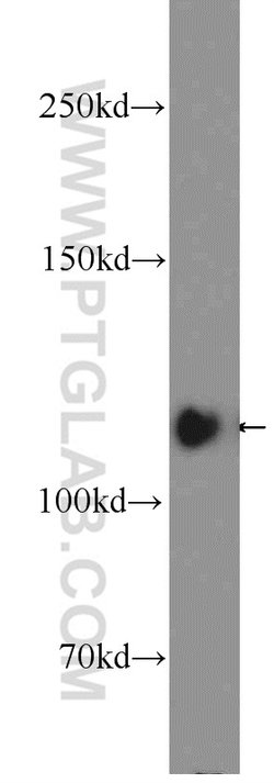 KRI1 Rabbit anti-Human, Mouse, Rat, Polyclonal, Proteintech:Antibodies:Primary