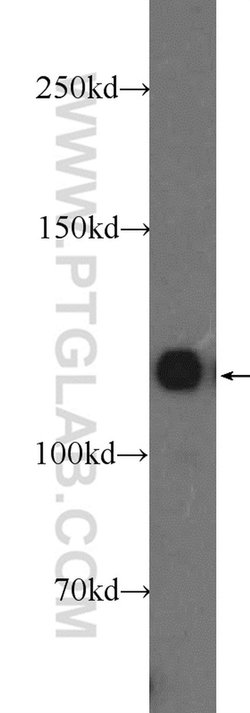 KRI1 Rabbit anti-Human, Mouse, Rat, Polyclonal, Proteintech:Antibodies:Primary