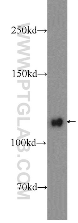 KRI1 Rabbit anti-Human, Mouse, Rat, Polyclonal, Proteintech:Antibodies:Primary