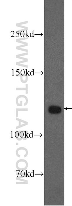 KRI1 Rabbit anti-Human, Mouse, Rat, Polyclonal, Proteintech:Antibodies:Primary