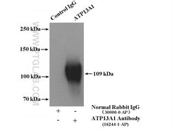 ATP13A1 Rabbit anti-Human, Mouse, Rat, Polyclonal, Proteintech:Antibodies:Primary