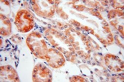 LMF2 Rabbit anti-Human, Mouse, Rat, Polyclonal, Proteintech 150 &mu;L;