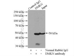 DMKN Rabbit anti-Human, Mouse, Rat, Polyclonal, Proteintech 150 &mu;L;