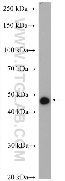 DMKN Rabbit anti-Human, Mouse, Rat, Polyclonal, Proteintech 150 &mu;L;