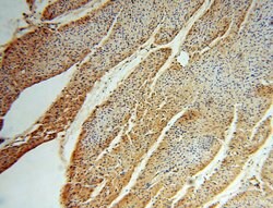 TSR2 Rabbit anti-Human, Mouse, Rat, Polyclonal, Proteintech 20 &mu;L; Unconjugated:Antikörper