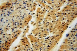 TSR2 Rabbit anti-Human, Mouse, Rat, Polyclonal, Proteintech 20 &mu;L; Unconjugated:Antikörper