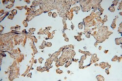 TSR2 Rabbit anti-Human, Mouse, Rat, Polyclonal, Proteintech 20 &mu;L; Unconjugated:Antikörper