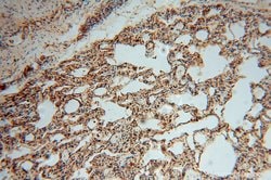 TSR2 Rabbit anti-Human, Mouse, Rat, Polyclonal, Proteintech 20 &mu;L; Unconjugated:Antikörper