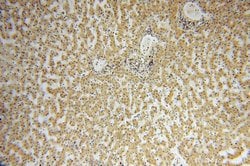 TSR2 Rabbit anti-Human, Mouse, Rat, Polyclonal, Proteintech 20 &mu;L; Unconjugated:Antikörper
