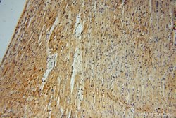 ATP6V1C2 Rabbit anti-Human, Mouse, Polyclonal, Proteintech 150 &mu;L; Unconjugated:Antibodies,