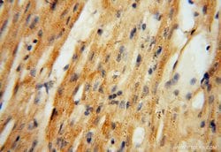 ATP6V1C2 Rabbit anti-Human, Mouse, Polyclonal, Proteintech 150 &mu;L; Unconjugated:Antibodies,